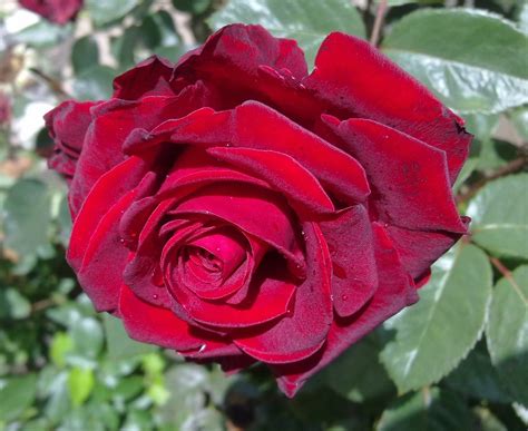 Rose Rosa Vermelha Flor · Foto Gratuita No Pixabay