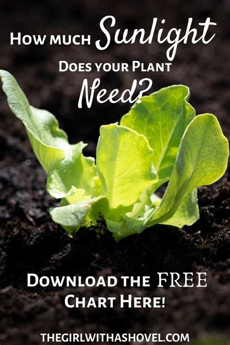 So how much sun does lettuce need? How Much Sun do my Plants Need? in 2020 | Vegetable garden ...
