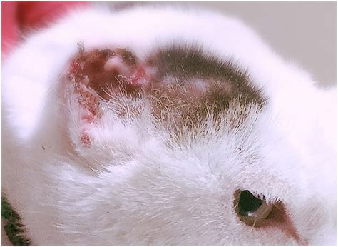 White Cat Ear Tumour Surgery And Nose Cancer Treatment In Brisbane