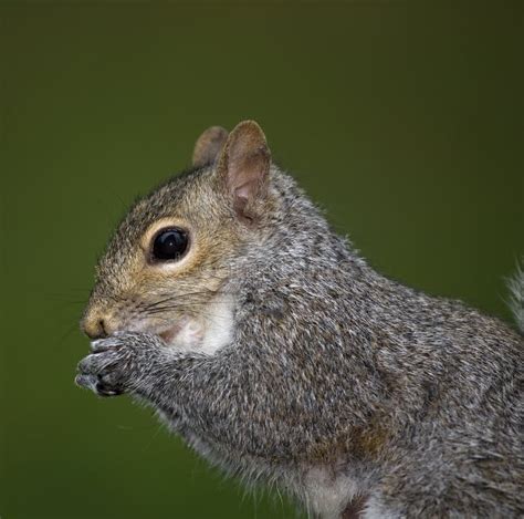 Shocked Squirrel Stock Photo Image Of Green Wildlife 14427894