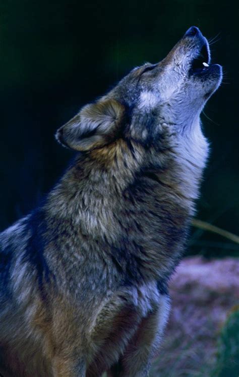 Black wolf howls to the thunder. Wildlife Governance Reform: Where to Begin - Wyoming Untrapped