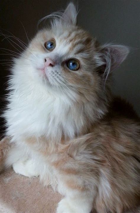 Long hair cat care on a daily basis helps to prevent the hair from becoming matted, it also prevents excess shedding, and will reduce the development hairballs. 20+ Most Popular Long Haired Cat Breeds | Ragamuffin cat ...