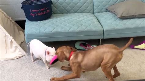 Dog And Pig Are Ultimate Best Friends Youtube