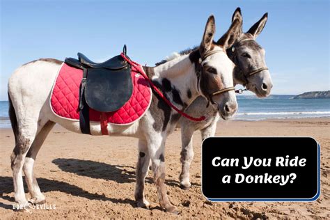 Can You Ride A Donkey 6 Things To Consider Before Riding