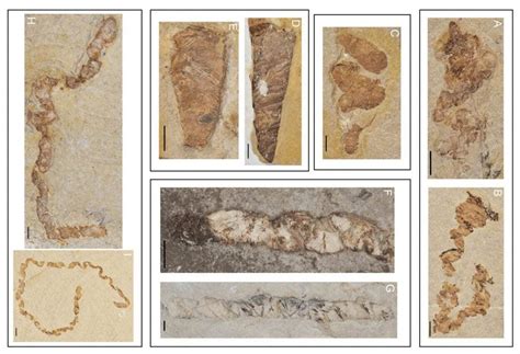 Fossilized Feces Reveal Early Cretaceous Aquatic Vertebrate Diversity