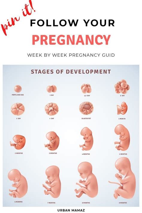 Pregnancy Week By Week Guide Pregnancy Stages Pregnancy Stages