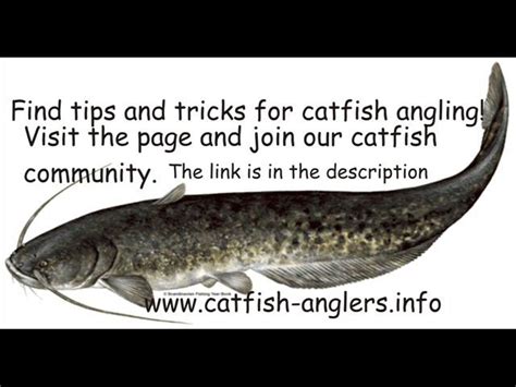 Catfish Quotes Quotesgram
