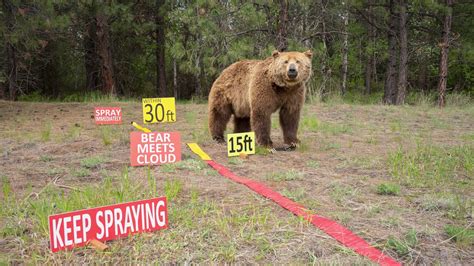 Video How To Properly Deploy Bear Spray