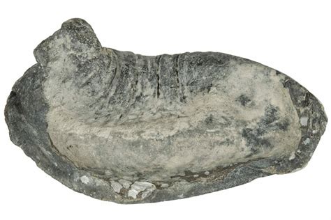 4 Fossil Whale Ear Bone Miocene 177776 For Sale