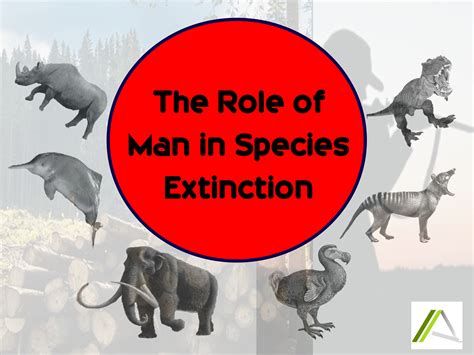 The Role Of Man In Species Extinction Building Today For The Future