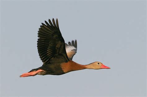 Black Bellied Whistling Duck Bird Gallery Houston Audubon