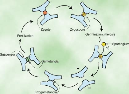 What do conidia and sporangia have in common? SparkNotes: Fungi: Zygomycota: The Conjugation Fungi ...
