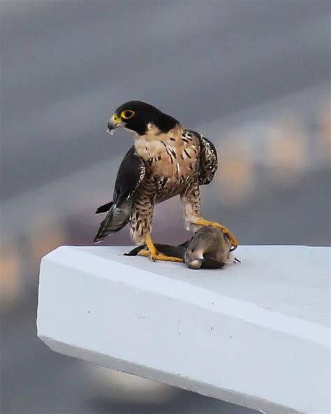 Falcon With Prey Shutterbug