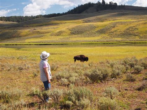 A Woman Watching A Bison From A Safe Distance In Yellowstone