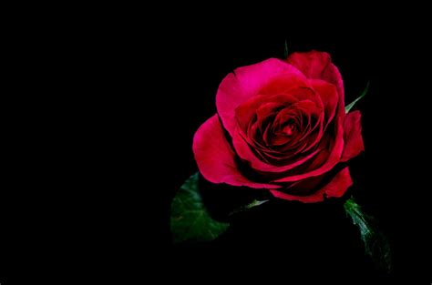 Black Background With Rose