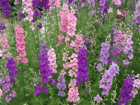 Larkspur Strong Growing Upright Perennial Full Sun Sheltered