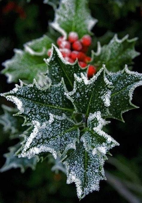 Holly Berries Winter Christmas Yuletide Christmas Time