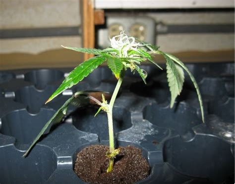 Autoflowering Cannabis Cloning