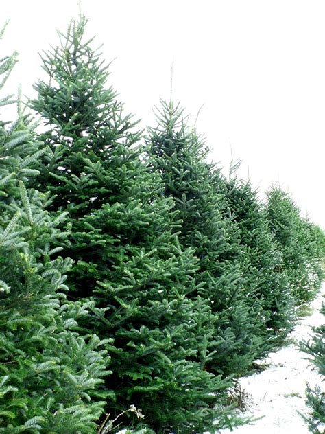 Eckert S Country Store And Farms O Christmas Tree O Christmas Tree