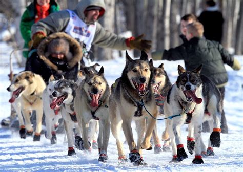 Iditarod Dog Sled Race Kicks Off With Festive Ceremonial Start