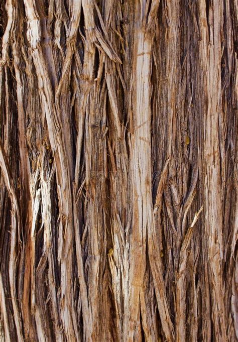 Close Up Of Tree Bark Stock Image Image Of Lumber Decay 116790059
