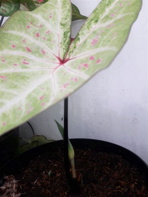 Maybe you would like to learn more about one of these? CARA MENYILANGKAN BUNGA KELADI | TANAMAN KELADI HIAS