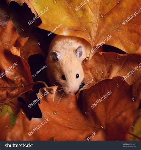 Cream Syrian Hamster On Autumn Leafs Stock Photo 89015491 Shutterstock