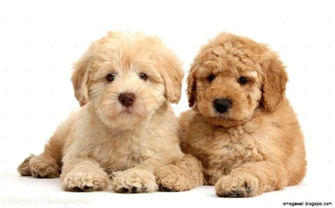 Goldendoodle Wallpapers Top Free Goldendoodle Backgrounds