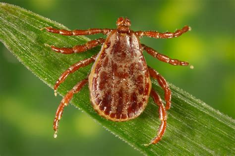 Disease Bearing Ticks Are Spreading But Mountain West Still Relatively