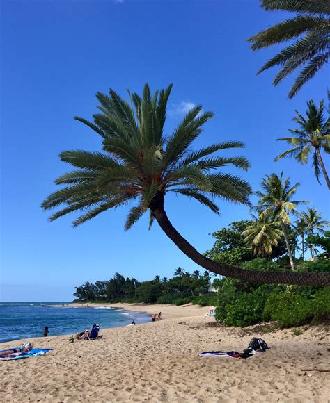 Crooked Palm Tree At Sunset Beach Pūpūkea Oahu Hawaii Beach Sunset