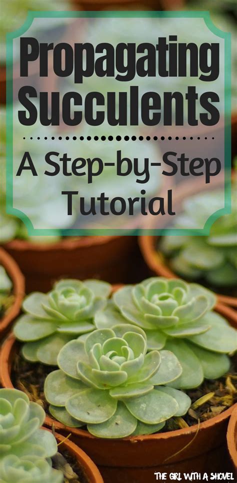 Once you are fully convinced your plant has good offsets/pups for propagation, follow the steps to successfully propagate cactus pups, you should cut away the offset at a 45o angle. Propagating Succulents | Propagating succulents, Succulent ...