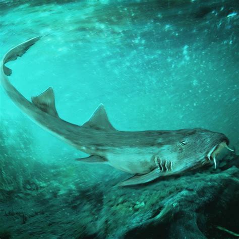 New Shark Species Found In The Mud Right Next To Where Sue The T Rex Was Discovered New