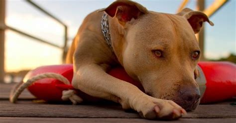 Pit Bull Recovers After Being Burned With Fireworks The Dodo