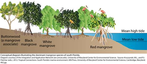 Dominant Mangrove Species Of South Florida University Of Maryland