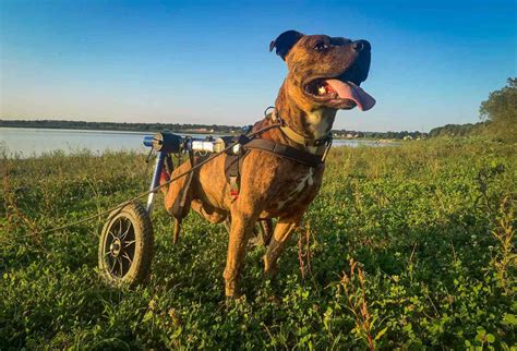 Injured Dogs Rescued From The War In Ukraine Are Ready For Adoption