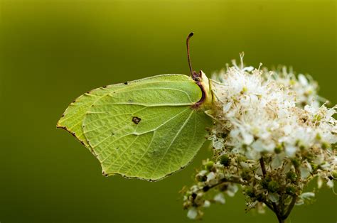 Grüner Falter Foto And Bild Tiere Wildlife Schmetterlinge Bilder