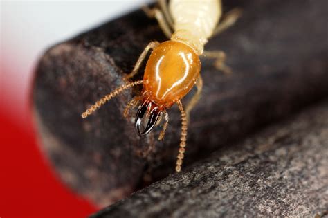 Termite Colony 4000 Years Old Termites Info