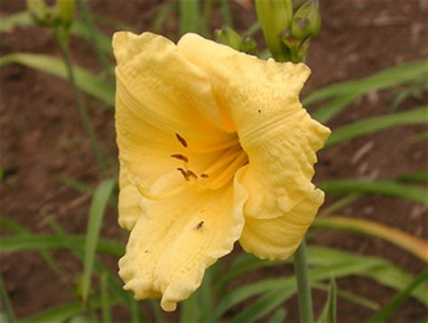 A plethora of pretty fragrant blossoms and good sturdy foliage, coupled with the easy care daylilies are known for, makes this an excellent plant for novice gardeners or those too busy to fuss.\u003c\/p\u003e} daylily pardon me single flower. LEMON LOLLIPOP