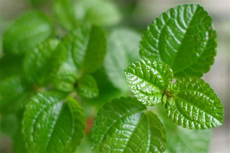 Comparing types of mint plants: Apple Mint Vs Peppermint Spiceography Showdown Spiceography