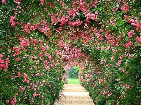 Hd Wallpaper Flower Gardens Wallpapersafari