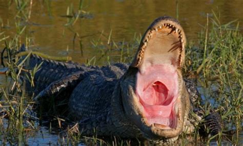 Alabama Alligator Population Thriving