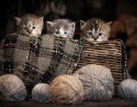 Three Kittens In A Basket Photograph By Jonathan Ross