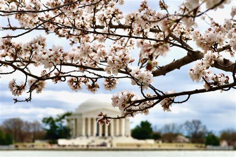 Cherry Blossoms In Washington Dc Hit Peak Bloom The Washington Post