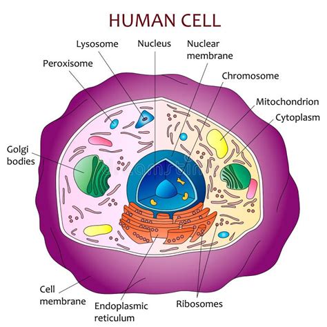 Human Body Cell Diagram