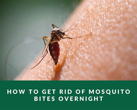 How To Get Rid Of Mosquito Bites Overnight Zero Pest Ng