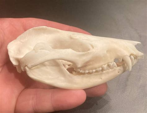 Virginia Opossum Skull 00375 Craniates Curiosites Oddity Sales And