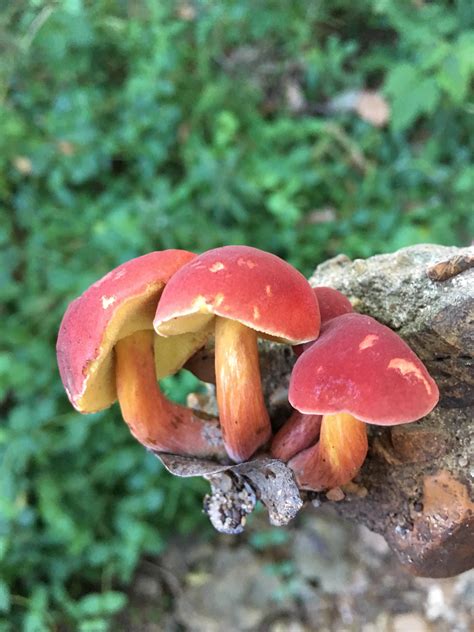 Help Identifying These Red Mushrooms Rmycology