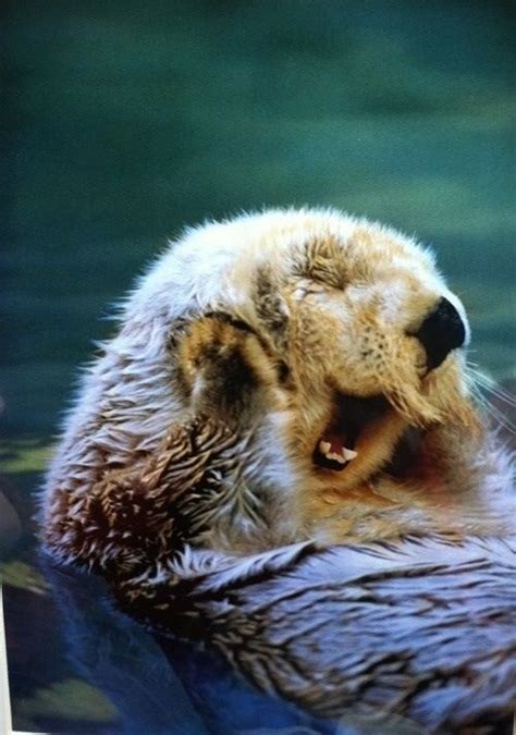 Happy Otter Is Happy With Images Cute Animals