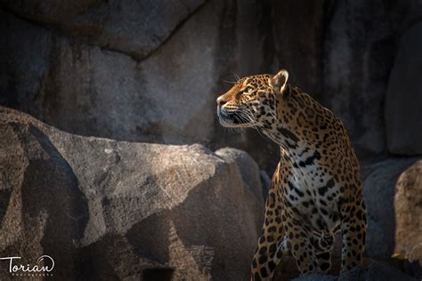 Fondos De Pantalla Grandes Felinos Jaguar Animalia Descargar Imagenes