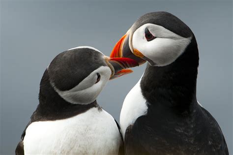 Pin On Puffins